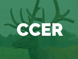 Crooked-Creek-Elk-Ranch-CCER