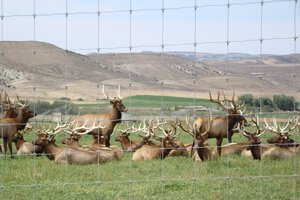 A nice looking herd of Alberta Ranched Elk