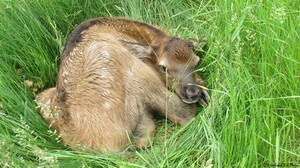 Alberta Ranched Elk - OMG such a cute baby 