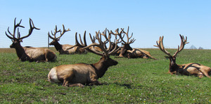 Alberta Ranched Elk - a resting herd