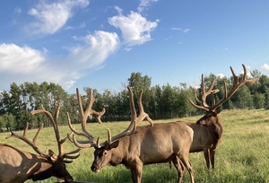 Alberta Ranched Elk - enjoying the day