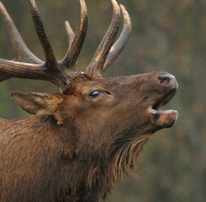 Alberta Ranched Elk - look at me