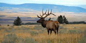 Alberta Ranched Elk enjoying the view