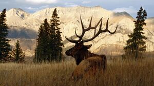 Alberta Ranched Elk in shadow