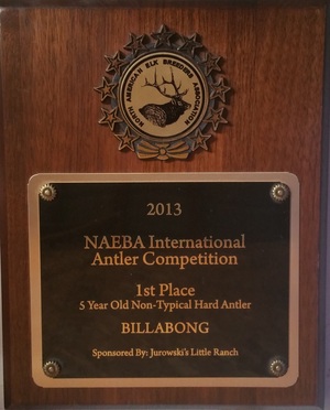 NAEBA International Antler Competition - 2013 Winner