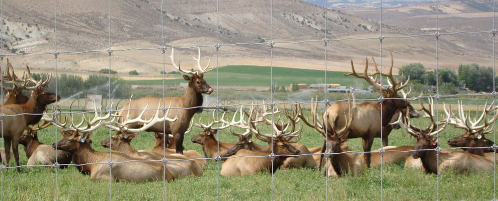 Alberta Elk Commission Ranching and Hunting information links