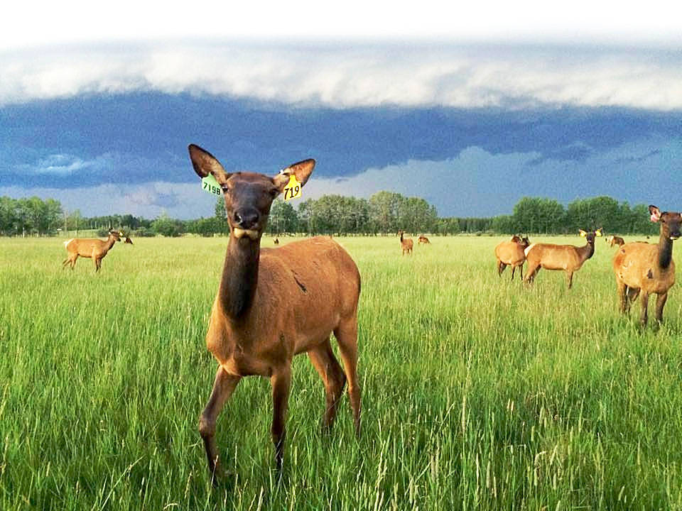 Alberta Elk Commission links