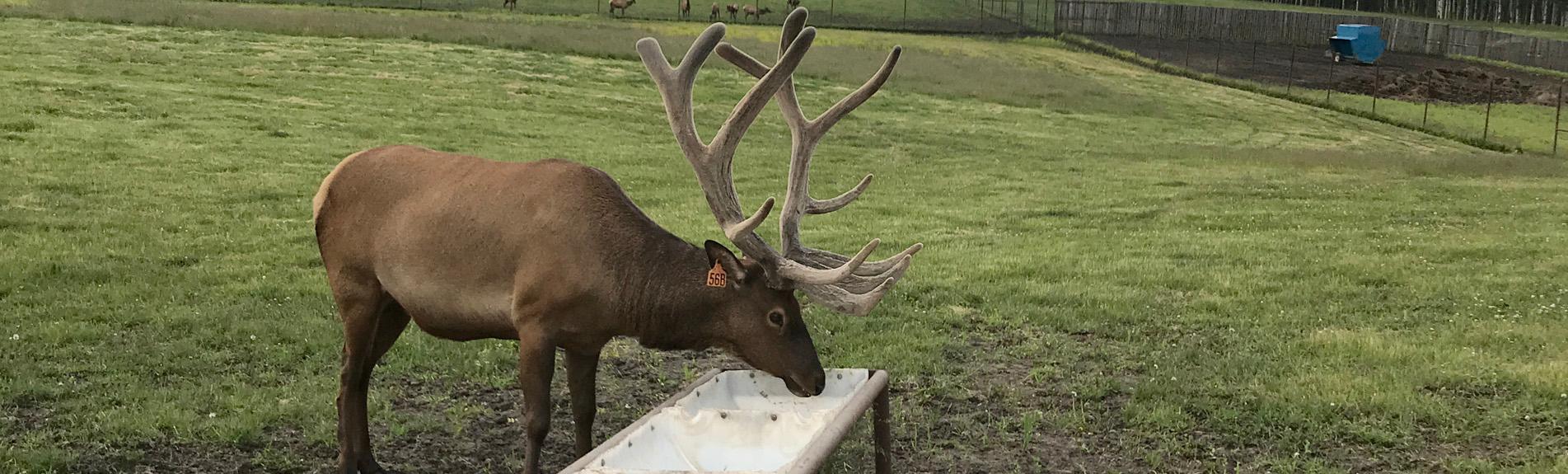 Alberta Elk Commission