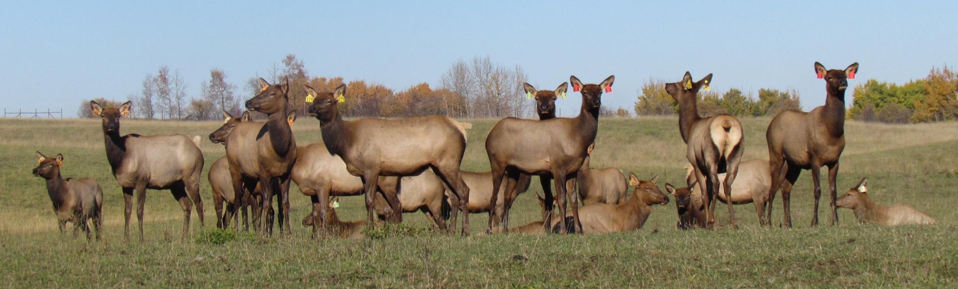 Alberta Elk Commission
