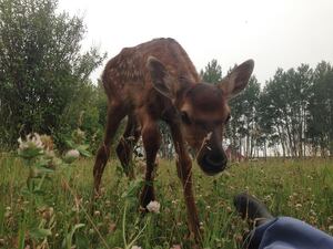 A Baby Alberta Ranched Elk