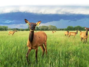 A Young Alberta Ranched Elk