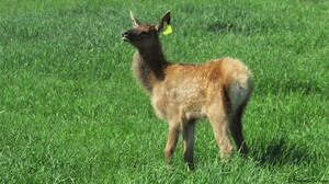 A baby Alberta Ranched Elk 