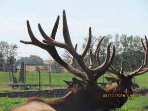 A couple of awesome looking Alberta Ranched Elk