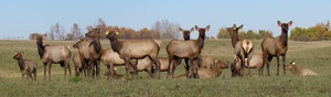 A great looking herd of Alberta Ranched Elk