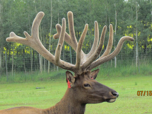 A new rack on an Alberta Ranched Elk