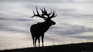 A silhouette of an Alberta Ranched Elk
