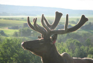 Alberta Elk - Lost Trail Ranch