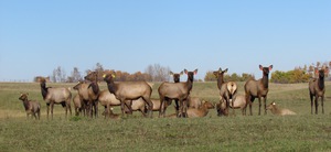 Alberta Elk Herd