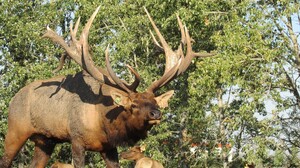 Alberta Ranched Elk - another big boy