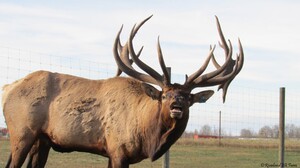 Alberta Ranched Elk - big boy