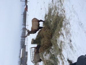Alberta Ranched Elk - feeding in the Alberta winter