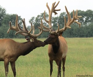 Alberta Ranched Elk - friends