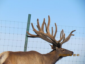 Alberta Ranched Elk - keeping them safe