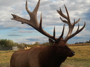 Alberta Ranched Elk - look at that rack