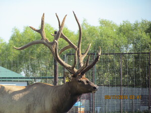 Alberta Ranched Elk - looking large