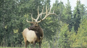 Alberta Ranched Elk - looking majestic