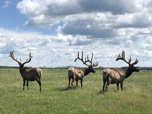 Alberta Ranched Elk - out in the field enjoying the day