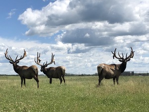 Alberta Ranched Elk - out in the field