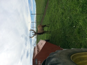Alberta Ranched Elk - whatcha doin'