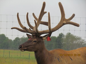 Alberta Ranched Elk