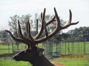 Alberta Ranched Elk 