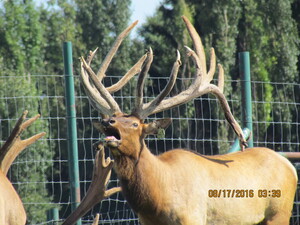 Alberta Ranched Elk being vocal