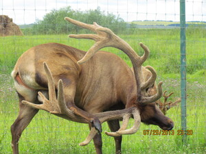 Alberta Ranched Elk getting caught up in himself