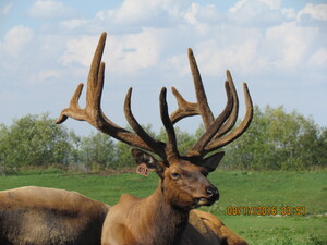 Alberta Ranched Elk out in the field