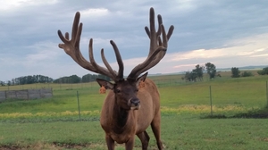 An Alberta Ranched Elk 