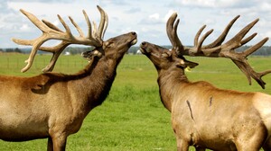 An Alberta Ranched Elk display