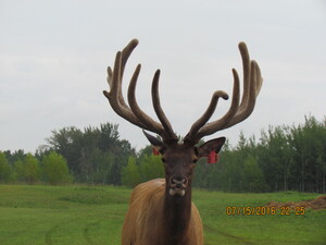 Majestic Alberta Ranched Elk 